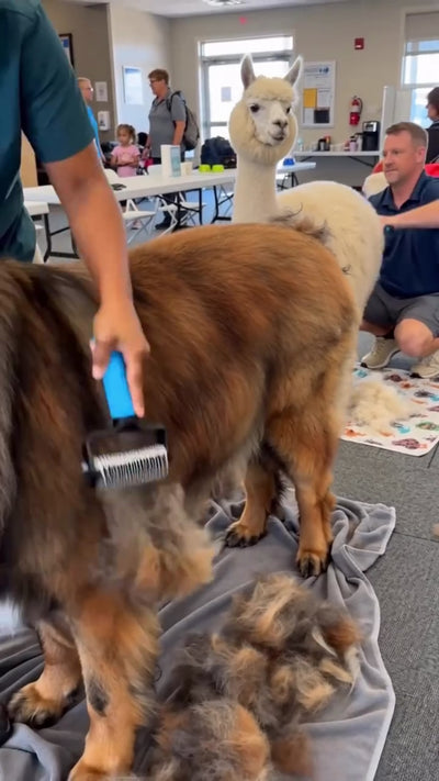 Grooming comb removing loose fur