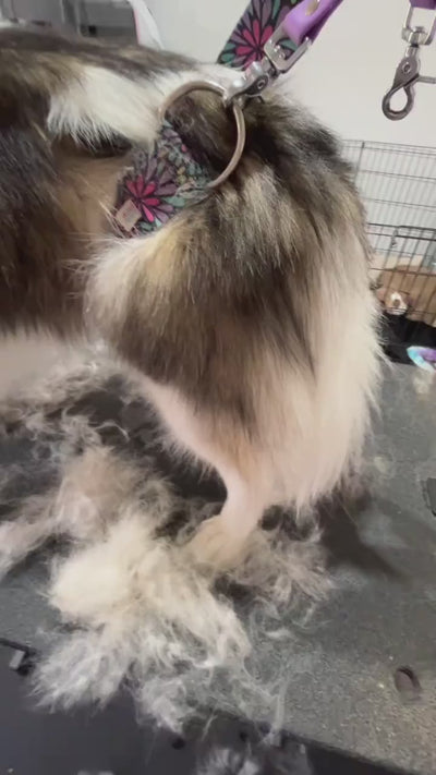 Real close-up footage with captions: the wide-tooth side lifting loose undercoat out of a dense coat