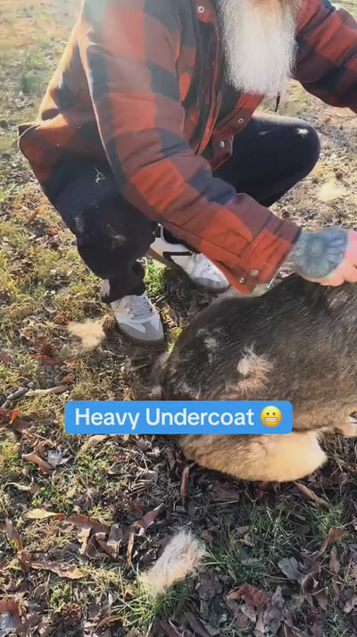 Real customer footage: removing a heavy undercoat from a German Shepherd with the grooming comb