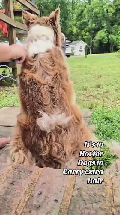 Real customer footage with English captions: summer deshedding session, lifting loose undercoat out of a thick coat